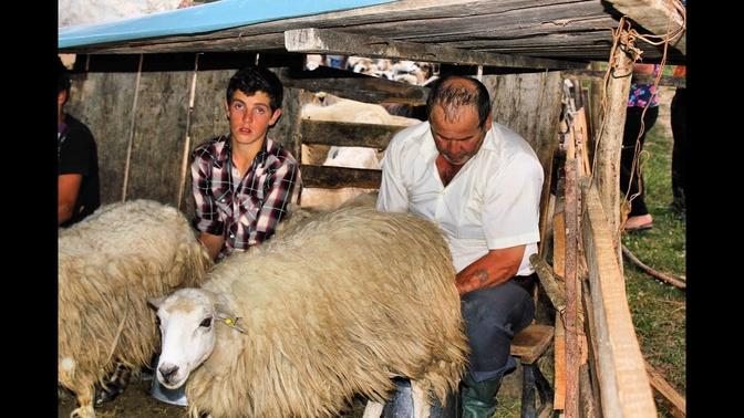 MILKING the flock of sheep in a rustic sheepfold