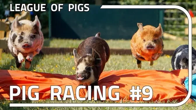 League of Pigs - Season 3 - Round 1!