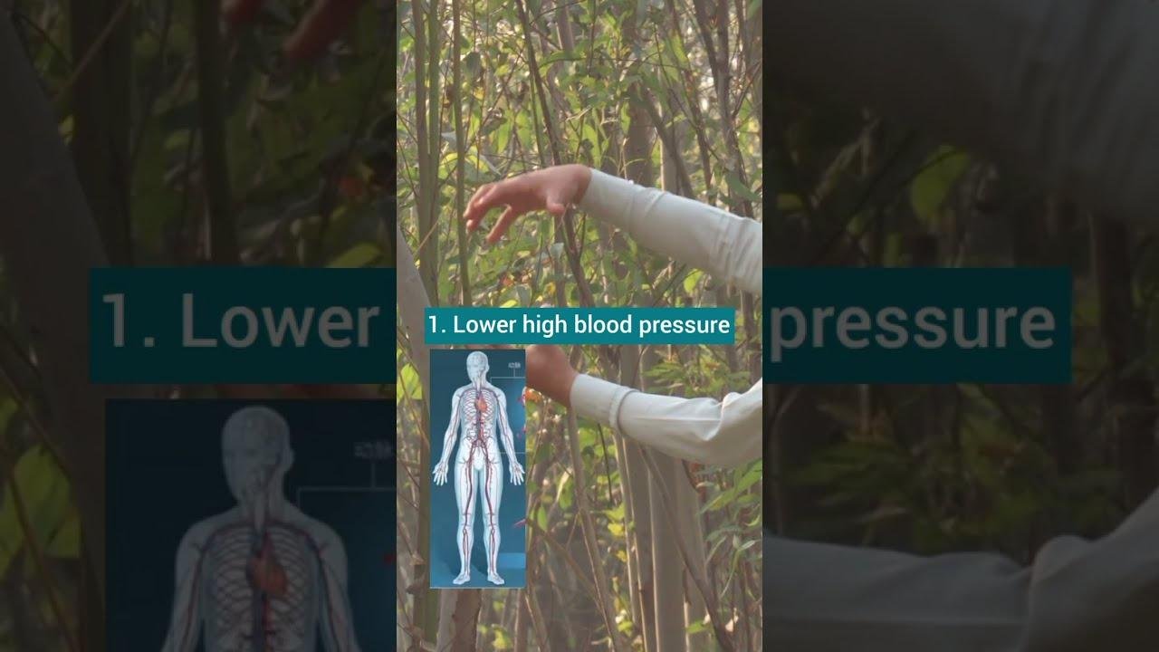 Lower high Blood Pressure | Wudang Zidong