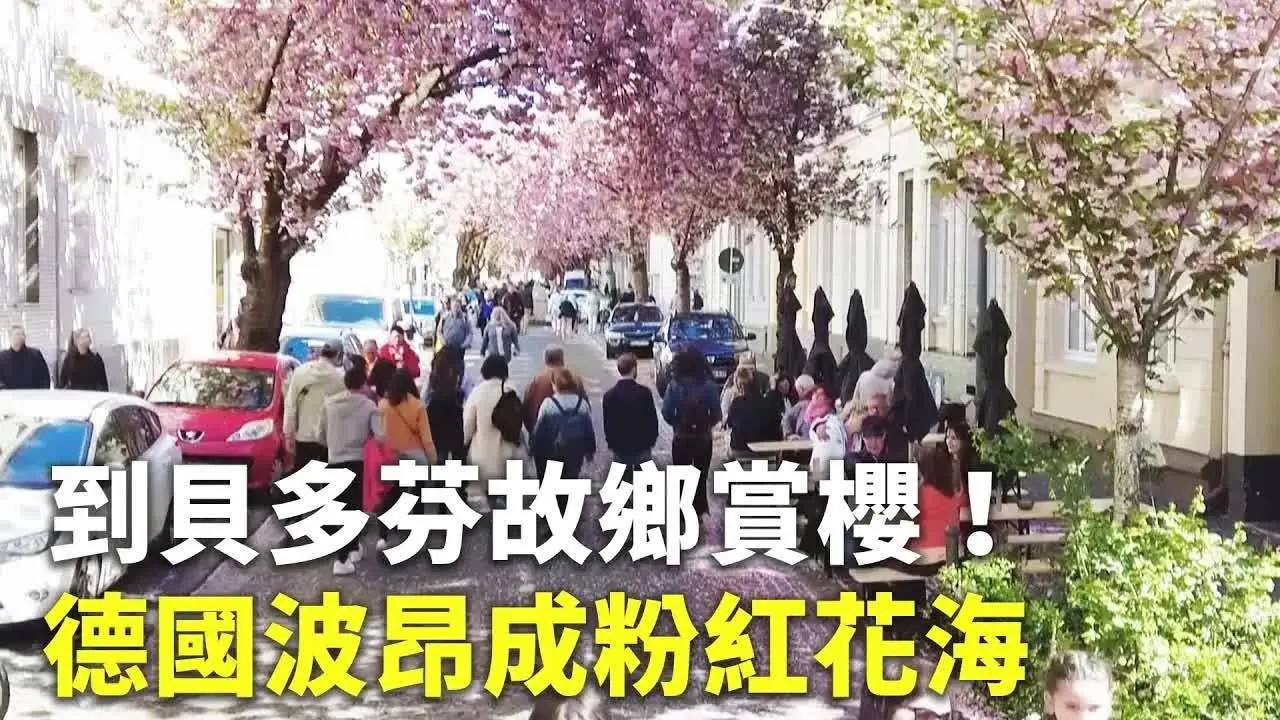 到貝多芬故鄉賞櫻！德國波昂成粉紅花海 - 賞櫻景點 - 國際新聞