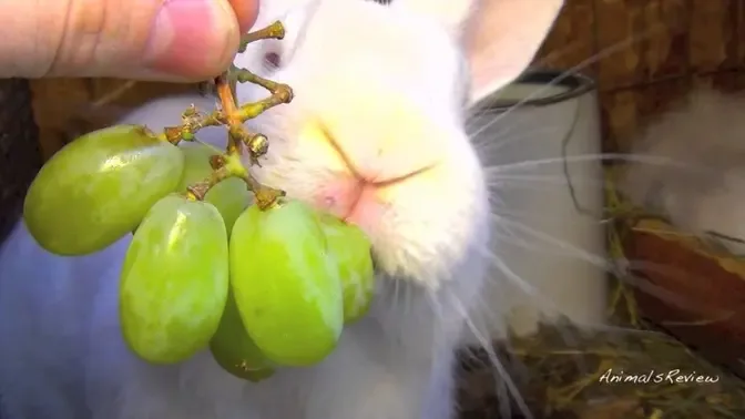 Big White Flemish Giant Bunny Rabbit Eating Grapes