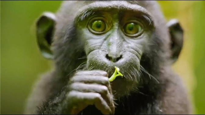 Best Monkey Moments | BBC Earth