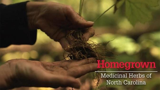 Homegrown | Growing Medicinal Plants in the Home Garden