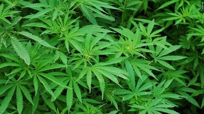 Marijuana Operation Busted in Maine, as Feds Probe Trend in 20 States