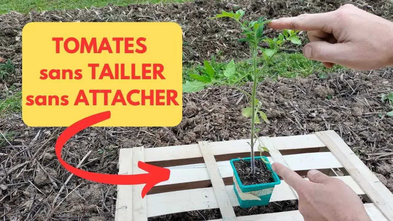 Cultiver la TOMATE sans TAILLER et sans ATTACHER