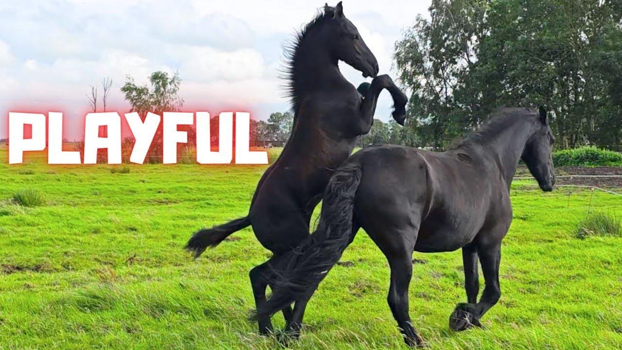 2 newbies @Stal G!! | Playful foals | Dentist | Good help | We need luck! | Friesian Horses